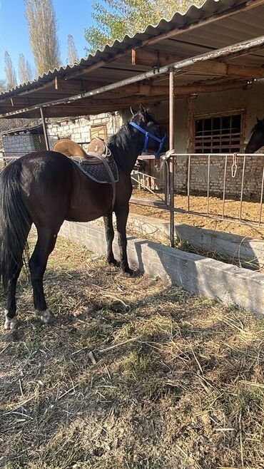 объявления о найденных животных: Сатам | Байтал, Жылкы (эркек) | Жумушка