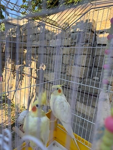 2 eded korella salilardan qesesi ile birlikde satilir rcnoydu 1 ayliq