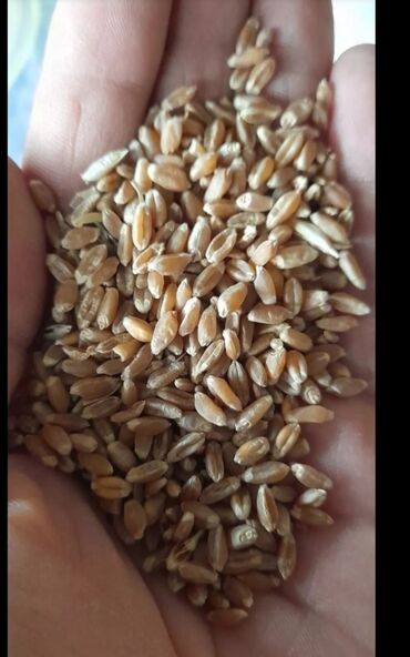 алпен голд цена бишкек: Продаю пшеницу местную сорт интенсивная 20тон