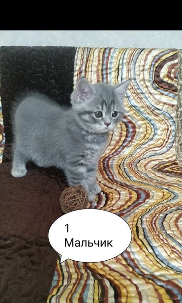 котята мейкун: Продаются британские котята,Дата рож.21.07.23.🐱😍🤗 Милые,игривые котята at lalafo.kg котята мейкун: Продаются британские котята,Дата рож.21.07.23.🐱😍🤗 Милые,игривые котята
