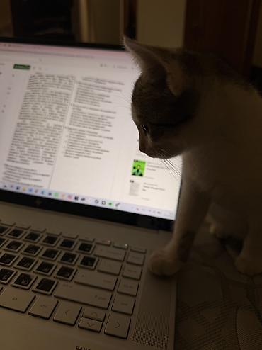 böyüməyən pişik: Mehriban əllərə verilir! 🐾 3 aylıq mehriban və şirin bir pişik — 2