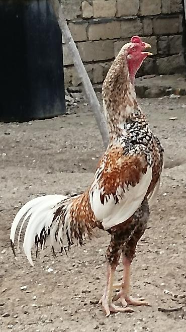 kənd colpasi: Pileymut yumurtaları bir denedi 2 manat — 1