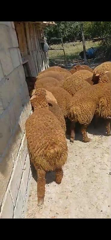 ətlik dovşan: Erkək,Dişi Quzular Satılır📍Diri Çəkisi 10manatdan stitqasız,diri — 10