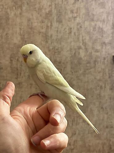 mini toy pudel: Əl quşu.Oyun oynamağı sevir,qəfəsdə qalmağı sevmir.
Dişləmir — 1