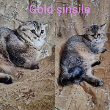 Pişiklər: Şinşilla, Erkək, Ünvandan götürmə