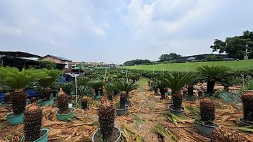 Пальмы: Сага цикасовая (Cycas revoluta) в кадках - Декоративные взрослые — 3