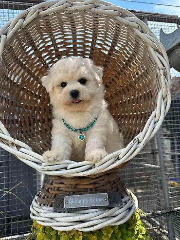 Psi: Bichon Frise štenci U ponudi prelepi, umiljati i razigrani štenci rase — 11