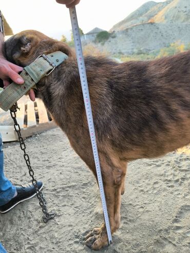 İtlər: Erkek — 4