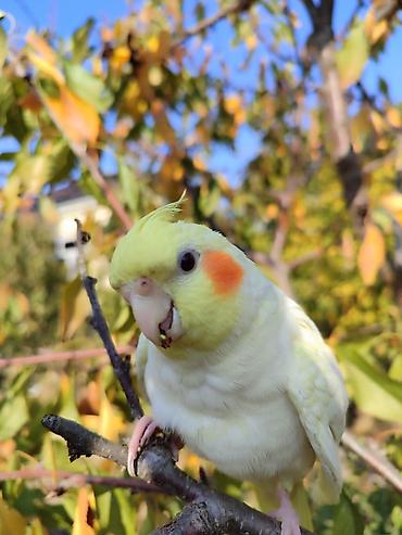 Tutuquşları: Erkək Karella satılır adı Ori di 7 aylıq quşdu ələ çiyinə başa rahat — 9