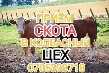 индюк продаю: Сатып алам | Уйлар, букалар, Жылкылар, аттар | Күнү-түнү, Бардык шартта, Союлган