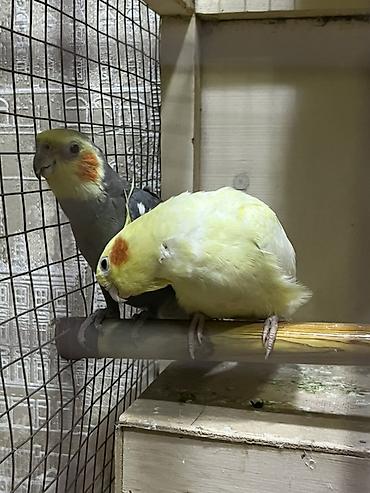tutuqu: Nymph parakitləri (cockatiel) cütü RUCNOY QUŞlardi ikiside dişlemir — 2
