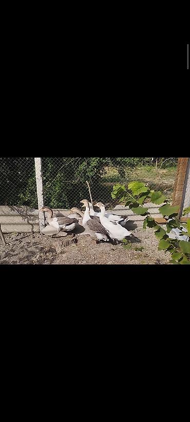 toyuq satisi: Qazlar satılır yerli sort super iri qazlardi hem kesmeye hem — 1