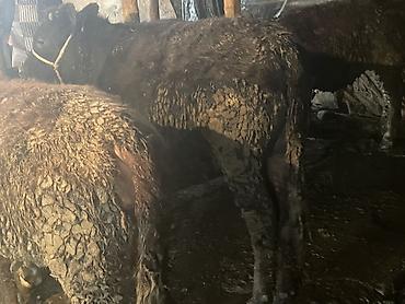 Коровы, быки: Продаю | Бык (самец) — 20