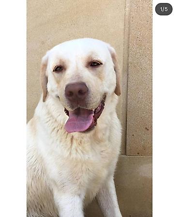 labrador retriever: Retriever, 5 il, Erkək, Cütləşmə üçün — 2