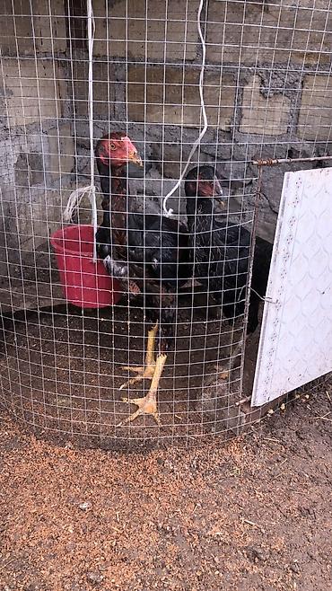barter xoruz: Cins: Uzunboylu oyun-tipli xoruzlar (Aseel/Malay tiplərinə bənzər) — 1