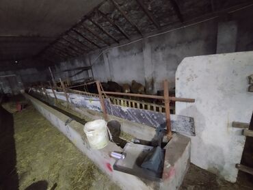 Anbar və emalatxanalar: Ferma/təsərrüfat sahəsi40 baş iri buynuzlu heyvan saxlanılması üçün — 7