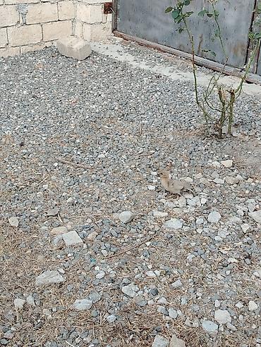 tap az goyercin satisi: 3ədəd 17günüy Lavanda balası satıram xacmazdadı 0554626380 — 6