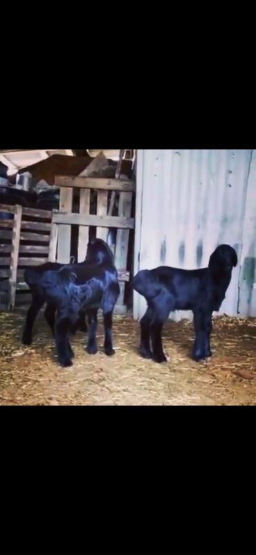 Qoyunlar, qoçlar: Qarabaş/Karakul tipli qoyunlar və quzular - Rəng: tünd qara və — 9