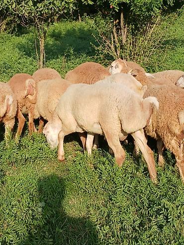 cücə və xoruz təmsil: Sağlam qurbanlığa yararlı heyvandı — 2