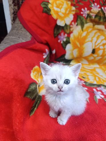 лоток для: Британская короткошёрстная, 2 месяца, Мальчик, Серебристая шиншилла, Приучена к лотку — 6