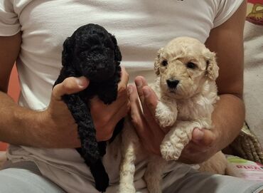 Psi: Pudle – štenad mini tipa Opis: - Preslatka legla pudli sa kovrdžavom — 3