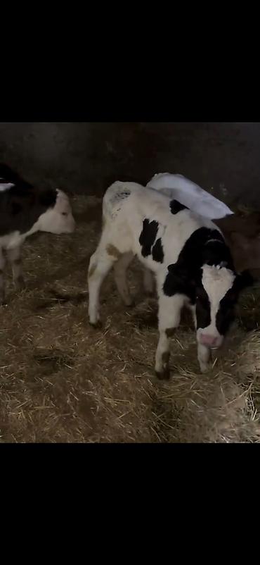 Dana, buzov: Satış üçün buzovlar - Növ: südlük/dana növü, qarışıq ləkəli rənglər — 2