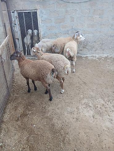 bala qoyun: 5 dənə kök quzu satılır.ünvan.Yeni Yaşma — 5