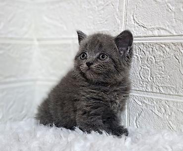 Продажа кошек: Продаётся шотландская девочкаскоттиш-страйт,окрас голубой,возраст at lalafo.kg — 6 Продажа кошек: Продаётся шотландская девочкаскоттиш-страйт,окрас голубой,возраст — 6