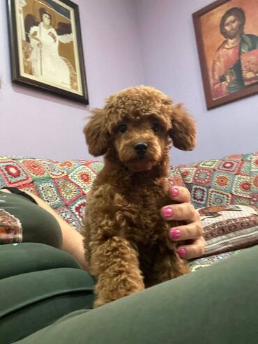 Psi: Nasa odgajivacnica se nalazi u Indjiji i bavimo se uzgojom pasa 15 — 16