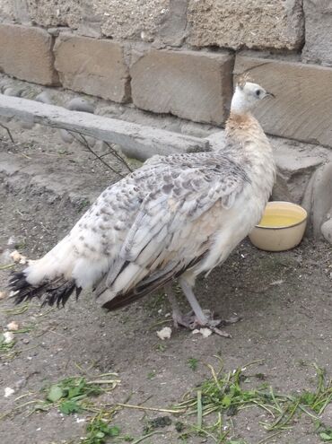 Tovuz quşları: Salam aleykum. Satışda bir dənə qara qanad tovuzquşu fərəsi var. 7 — 5