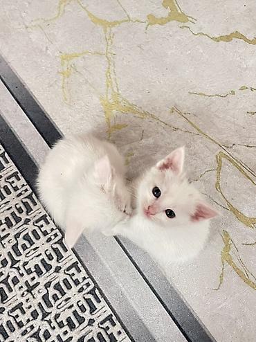 слив пантеры из котеджа: Котята ищут добрые и заботливые руки! У нас подрастают 4 — 1