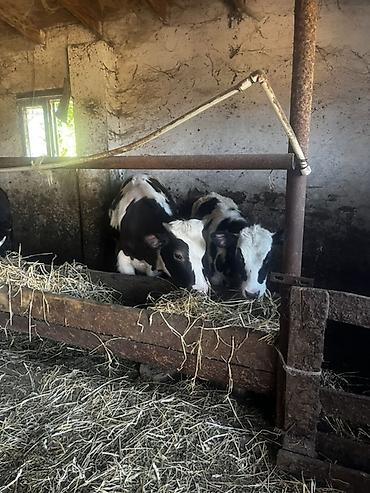 Inəklər, öküzlər: Satışda – damazlıq südlük inəklər və bir baş buğa. Her vur hayvan var — 8