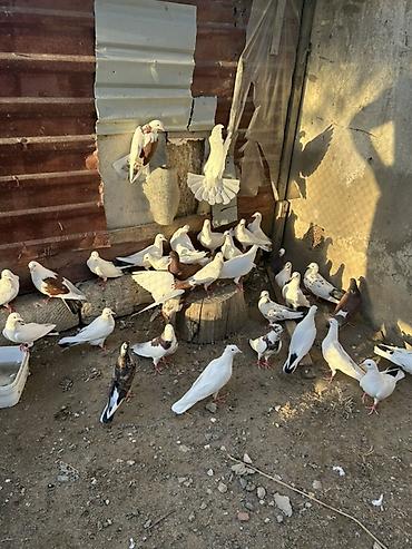 goyercin hini: Salam hamsi 4 cut quwdan toremedi tergzlr 32 dene heyvandi tek satlmr — 9