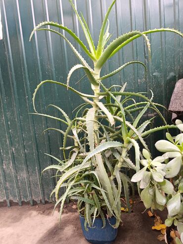 цветы тещин язык: Алоэ древовидное (Aloe arborescens) в горшке. - Крупное разветвлённое