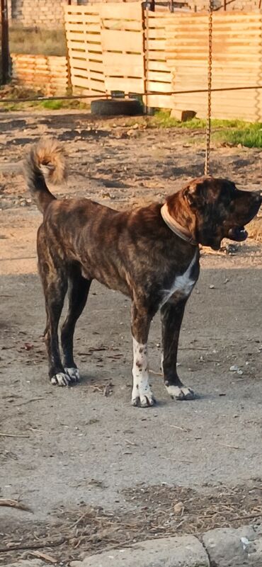 İtlər: Qurdbasar, 3 il, Erkek, Peyvəndli, Ödənişli çatdırılma — 4