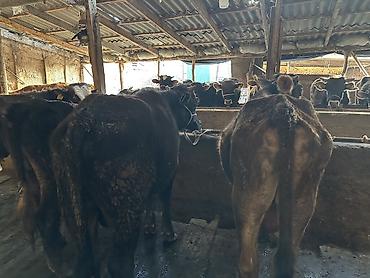 Коровы, быки: Продаю | Бык (самец) | На откорм — 6