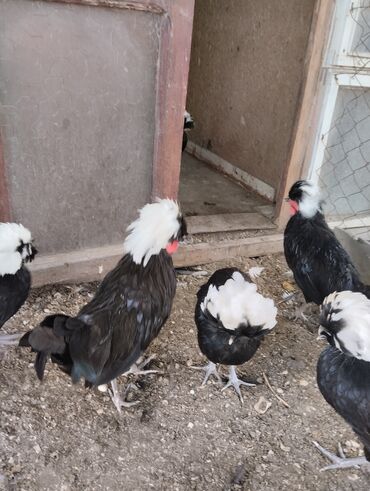 K/t heyvanları üçün mallar: Rahibə xoruzlar biri 15 m. 4 aylıq. barter var. baxir təklifə. ünvan