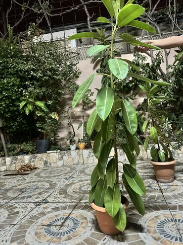 Çaydanlar: Saksıda dekorativ otaq bitkiləri – Fikus (Ficus elastica) kolleksiyası