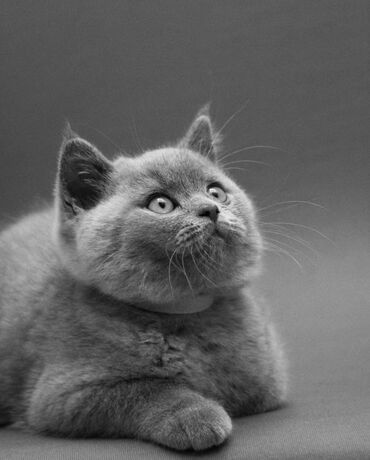 сиамский котенок: Котенок 2 месяца(мальчик, документы) Британская короткошерстная