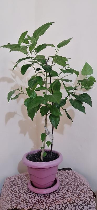 diffenbaxiya bitkisi: Qırmızı güllü ev hibiskusu (Çin qızılgülü) – saksıda - Bitki növü — 1