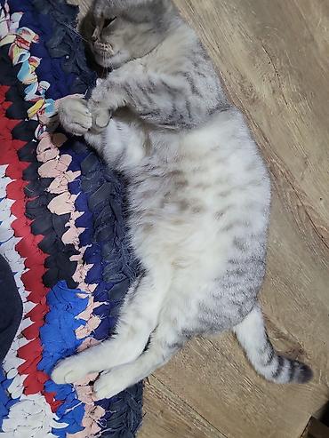 Кошки: Шотландская, Самка, Самовывоз — 2