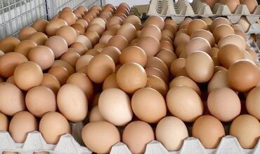 лотки для яйц: Акция🔥🔥🔥ОПТОМ И В РОЗНИЦУ, с0,с1, с2, большая ферма, домашние яйца