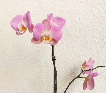 полка для цветок: Нежная орхидея, обильно цветущая, отличная листовая и корневая