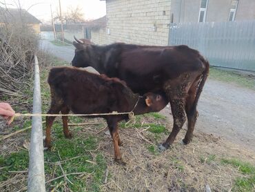 Inəklər, öküzlər: Dişi, il: 1, Damazlıq, Ünvandan götürmə