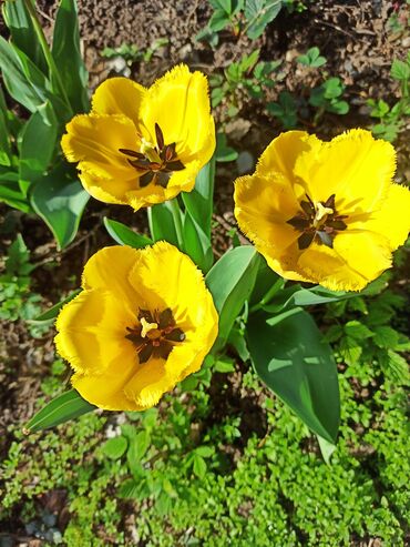 растения для пруда: Тюльпаны с Луковецей