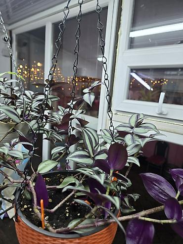haktan pack: Традесканция зебрина (Tradescantia zebrina) в новом кашпо и готовом — 4