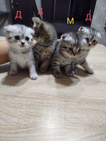 шотландская вислоухая кошка цена бишкек: Скотиш Фолд (Шотландиялык шалпаң кулак), 2 айлык, Ургаачы, Лотокко барууга үйрөтүлгөн