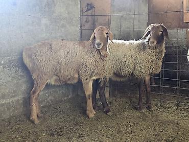 Баран, овца: Продаю | Овца (самка) | На забой, Для разведения — 10