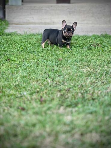 Psi: U ponudi imamo štenad egzotičnih boja, od kvalitetnih roditelja — 2