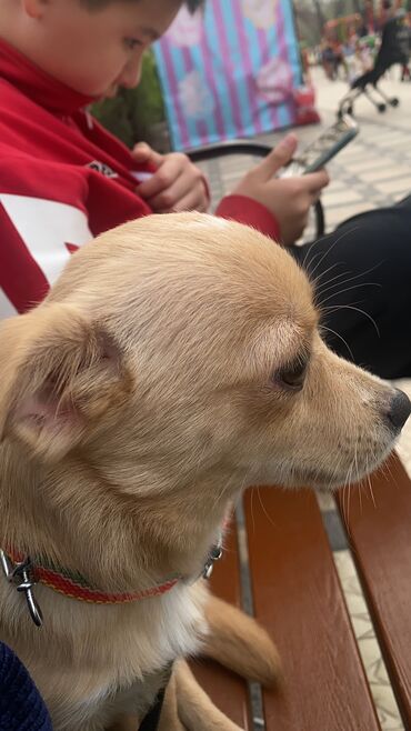 все породы собак в мире: Продаю собаку породы чихуахуа. Мальчик ему 10 месяцев. Он привит